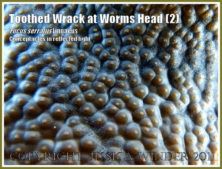P1040979aBlog2 Tooth Wrack, Fucus serratus Linnaeus, detail of the swollen rounded conceptacles containing ripening reproductive products on the terminal receptacles - macro photograph in reflected light showing surface texture. Specimen from Worms Head Causeway, Gower, South Wales, UK (2) Natural pattern and texture in seaweed: Tooth Wrack, Fucus serratus Linnaeus, detail of the swollen rounded conceptacles containing ripening reproductive products on the terminal receptacles - macro photograph in reflected light showing surface texture. Specimen from Worms Head Causeway, Gower, South Wales, UK (2)