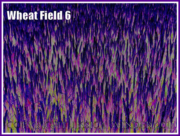 Wheat Field - a digitally altered photograph (6)