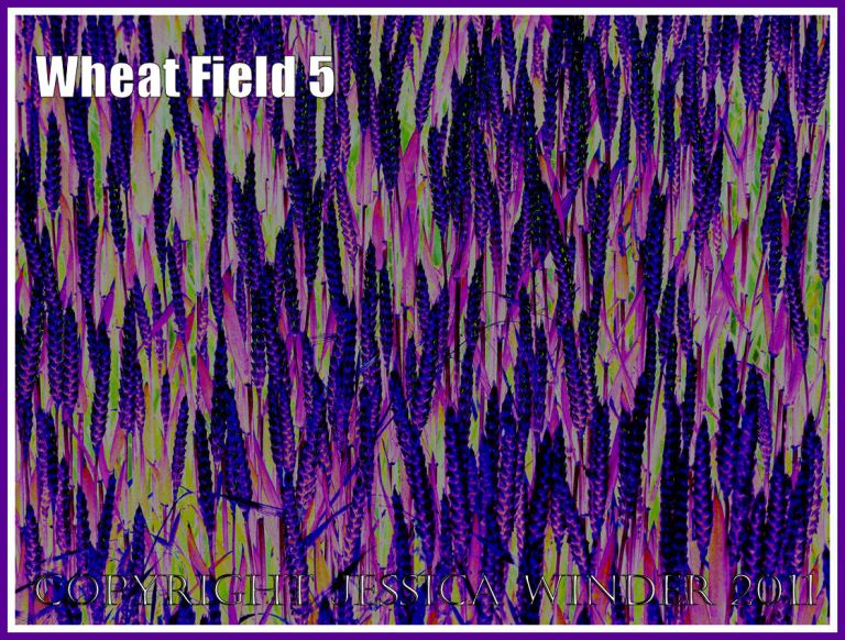 Wheat Field - a digitally altered photograph (5)