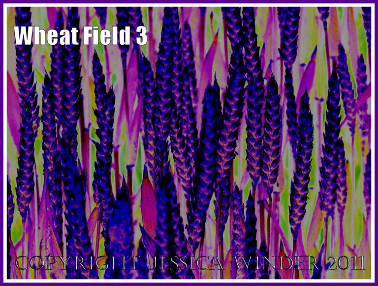 Wheat Field - a digitally altered photograph (3)