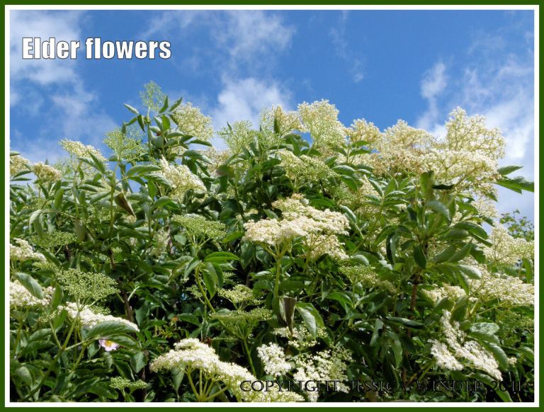 Elder flowers in great profusion against a blue summer sky with wispy white clouds