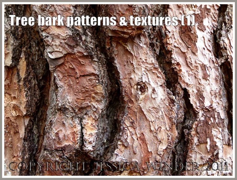 Tree bark pattern and texture (1)