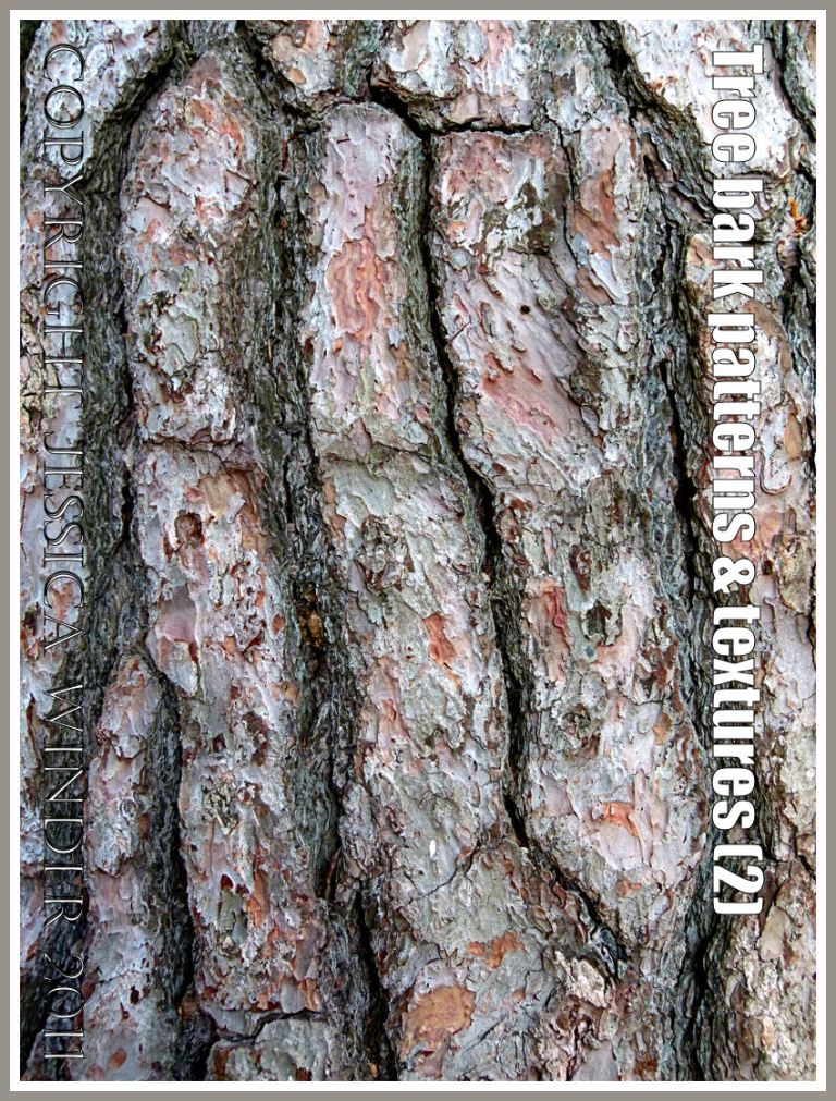 Natural patterns: Tree bark pattern and texture (2)