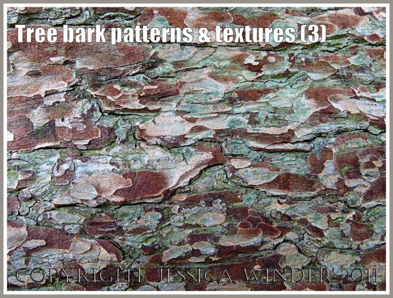 Bark with blue-green lichen: Tree bark pattern and texture (3)