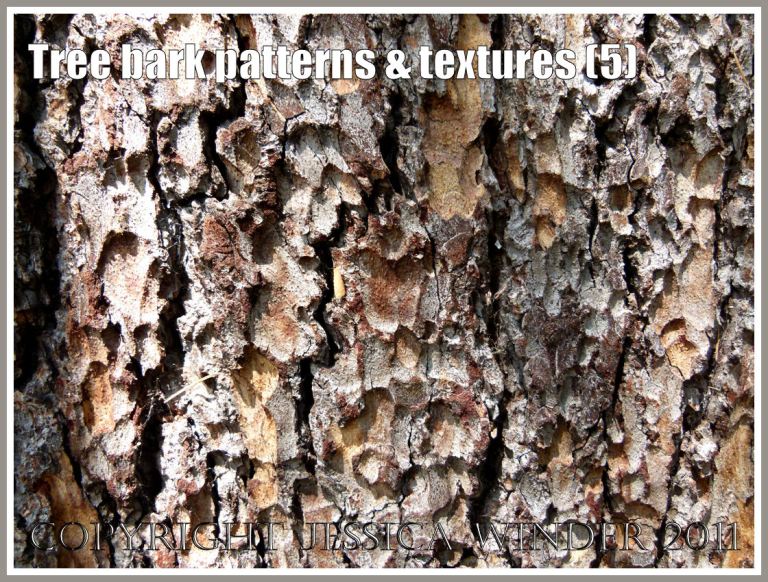 Bark cracks and layers: Tree bark pattern and texture (5)