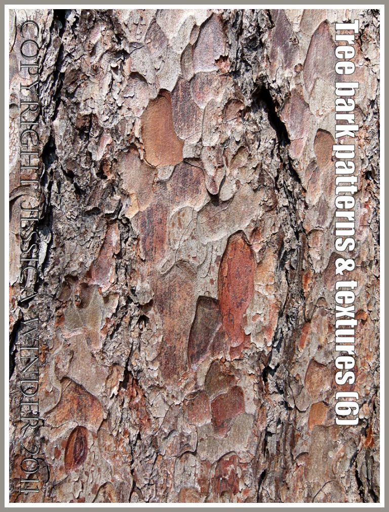 Tree bark pattern and texture (6)