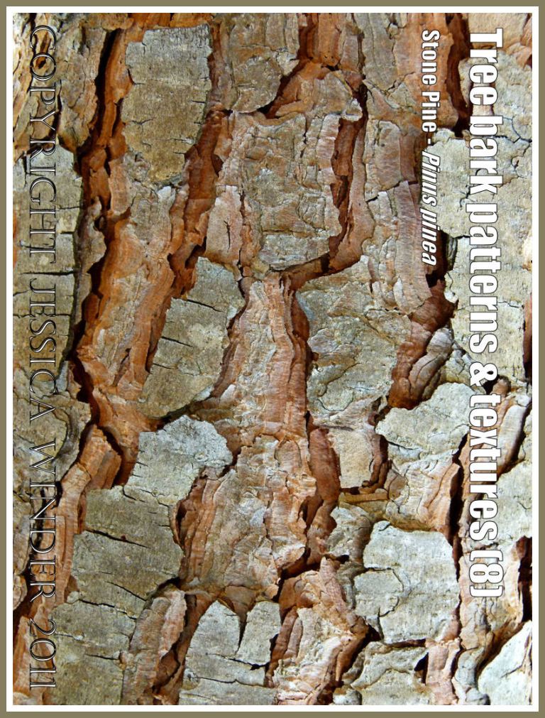 Bark pattern and texture in the Stone Pine, Pinus pinea, (8)