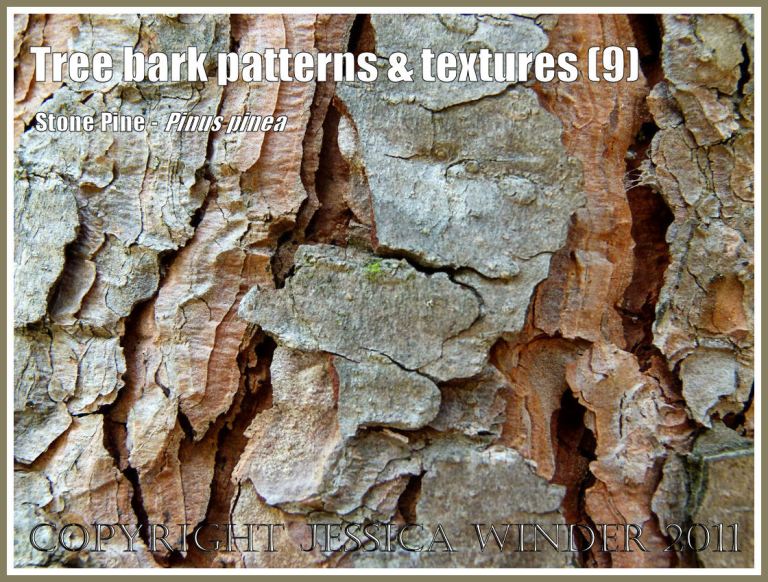 Bark pattern and texture in the Stone Pine, Pinus pinea, (9)