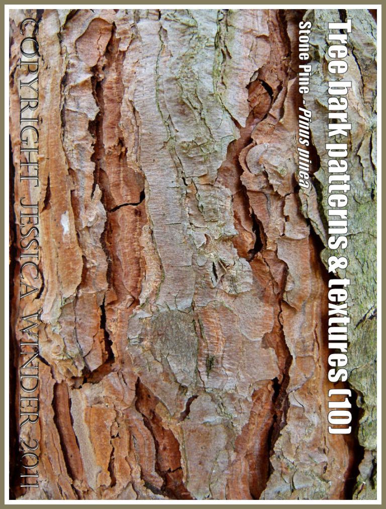 Bark pattern and texture in the Stone Pine, Pinus pinea, (10)
