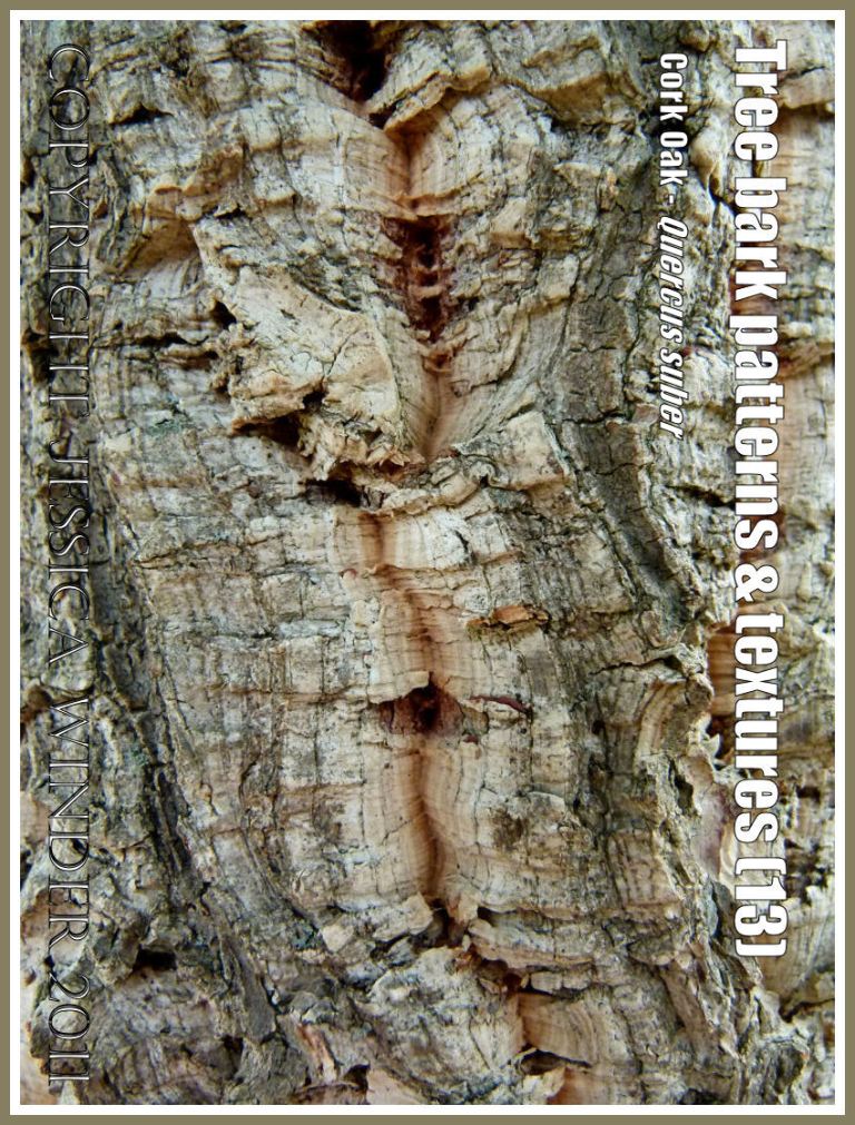 Bark pattern and texture in the Cork Oak, Quercus suber (13)