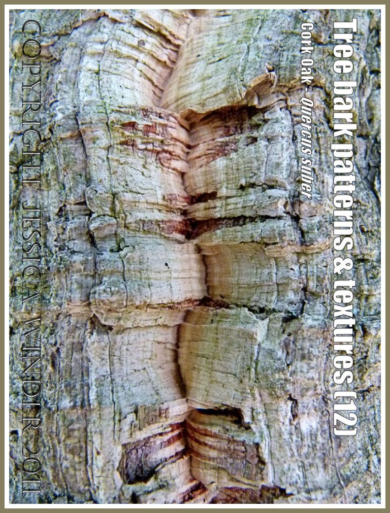 Bark pattern and texture in the Cork Oak, Quercus suber (12)