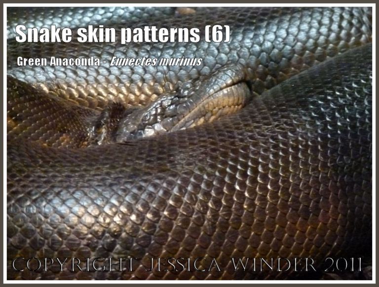Pattern of scales on snake skin: Gleaming scaled skin on the sleeping coils of a Green Anaconda, Eunectes murinus, from South America (6)