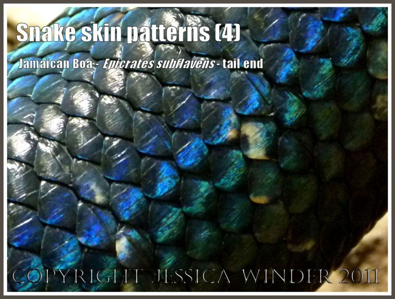 Snake scale colour and pattern: Dark blue, green and black scales of the skin at the rear end of a Jamaican Boa, Epicrates subfavens, in the Reptile House at London Zoo (4)