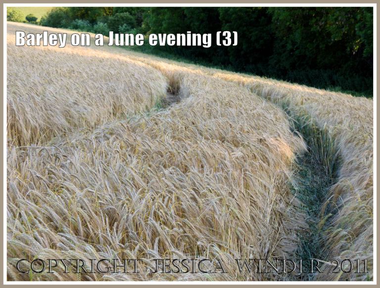 P1070234Blog3 Ripening barley lit by the late evening June sun in the fields around an English village (3) Ripening barley lit by the late evening June sun in the fields around an English village (3)