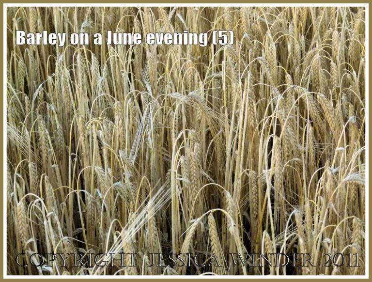 P1070264Blog5 Ripening barley ready for harvesting in the fields around an English village (5) Ripening barley ready for harvesting in the fields around an English village (5)