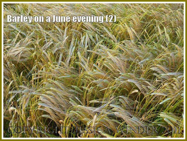 P1070288Blog2 Ripening barley lit by the late evening June sun in the fields around an English village (2) Ripening barley lit by the late evening June sun in the fields around an English village (2)