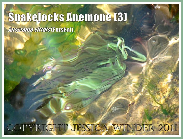 Tidepool sea anemone: A Snakelocks Anemone with reflections of rippling sun-lit water in a rock pool with free-floating green seaweed at Ringstead Bay, Dorset, UK - part of the Jurassic Coast (3)