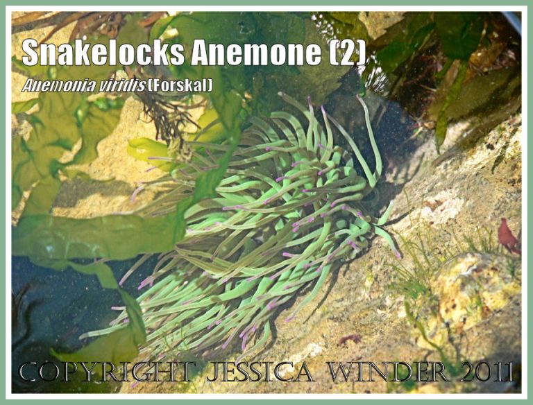 Anemonia viridis (Forskal): A Snakelocks Anemone in the sun-dappled sea water of a rock pool with free-floating green seaweed at Ringstead Bay, Dorset, UK - part of the Jurassic Coast (2)
