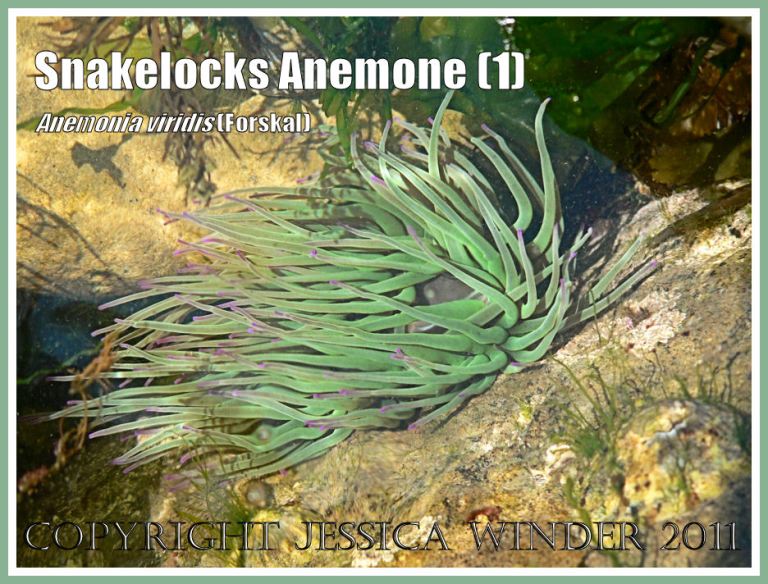 Snakelocks Anemone underwater: A Snakelocks Anemone in the sun dappled seawater of a rock pool at Ringstead Bay, Dorset, UK - part of the Jurassic Coast (1)