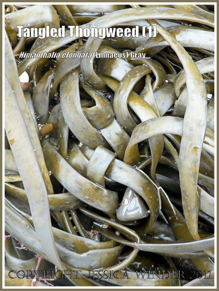 Thongweed knot: A naturally-formed knot in Thongweed washed up on a shingle beach on the Jurassic Coast, Dorset, UK, (1)