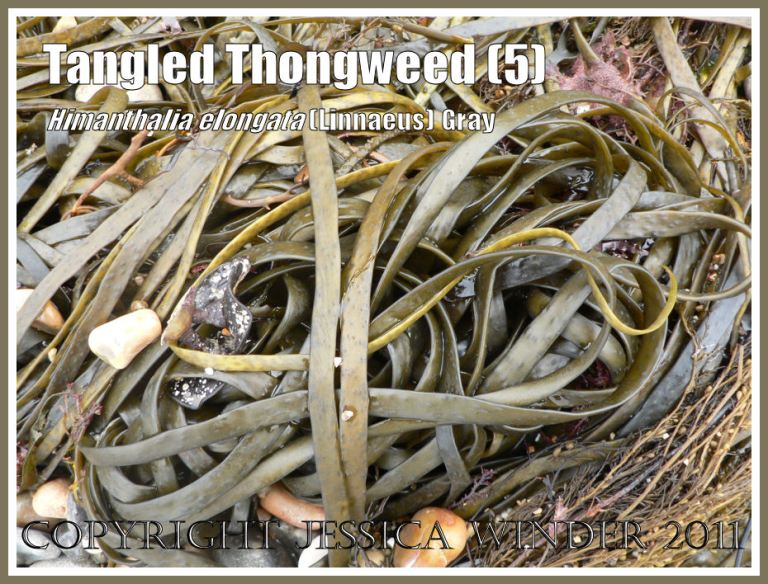 Knotted Thongweed in a pile of seaweed washed onto a Jurassic Coast shingle beach, Dorset, UK (5)