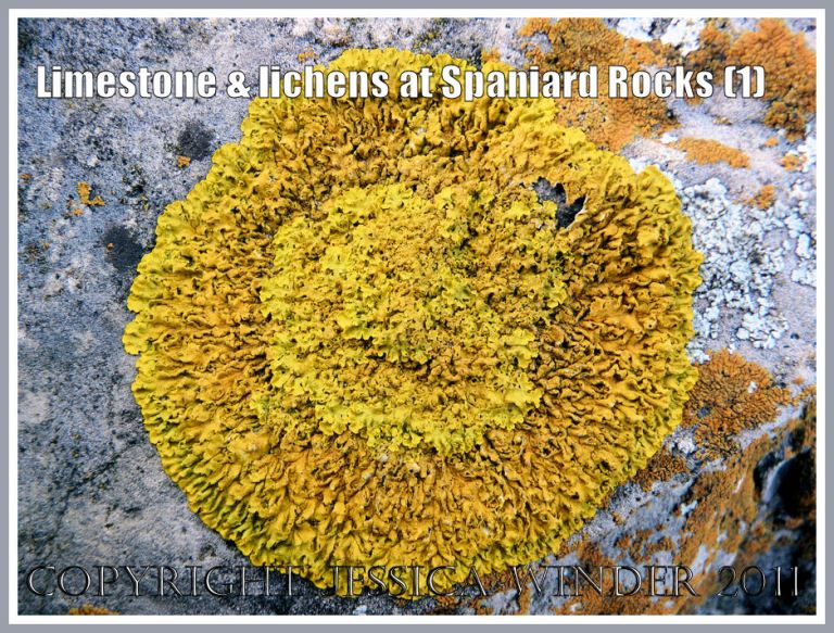Sunburst Lichen on Carboniferous limestone: Circular yellow lichen on limestone at Spaniard Rocks, Rhossili Bay, Gower, South Wales, U.K. (1)