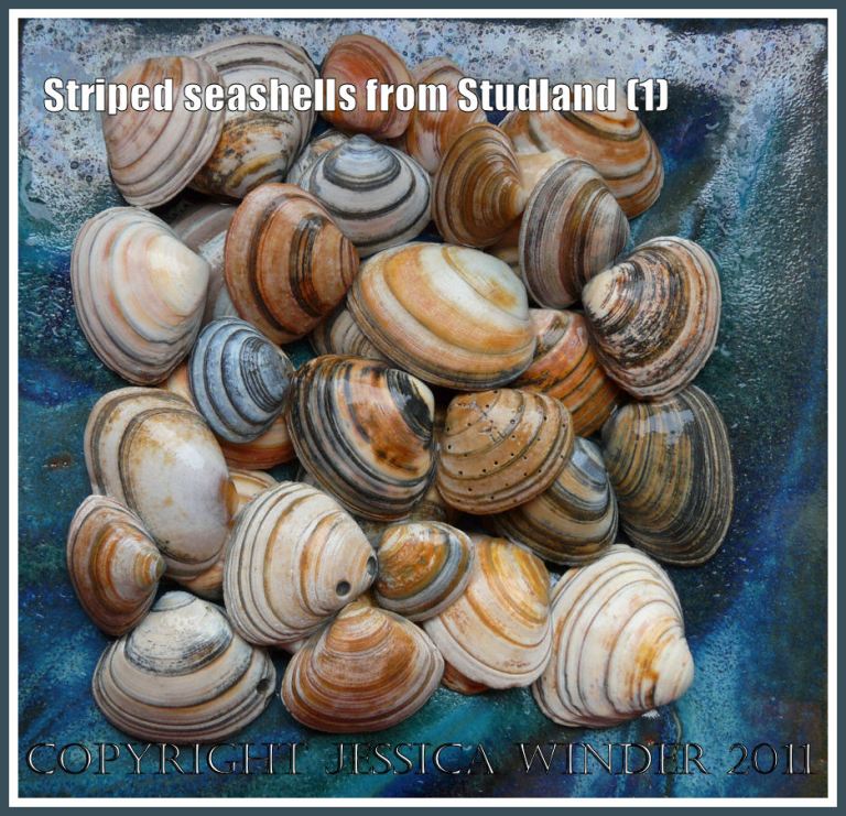 Striped bivalve seashells: An assortment of striped seashells from the beach at Studland Bay, Dorset, UK - part of the Jurassic Coast (1)