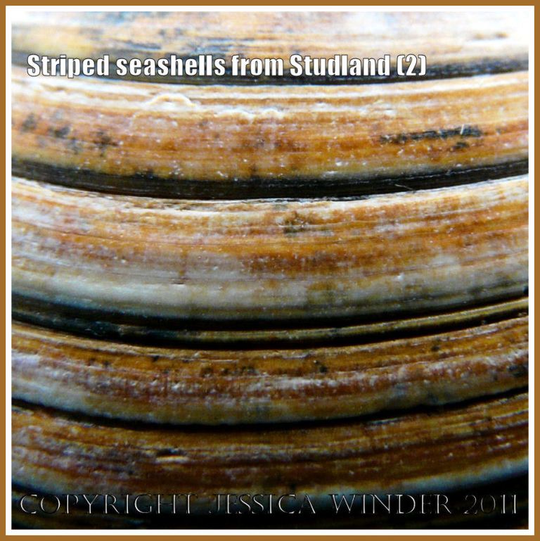 Seashell striped pattern close-up: Close-up of the striped pattern made by stained growth lines on a bivalve seashell from Studland Bay, Dorset, UK - part of the Jurassic Coast (2)