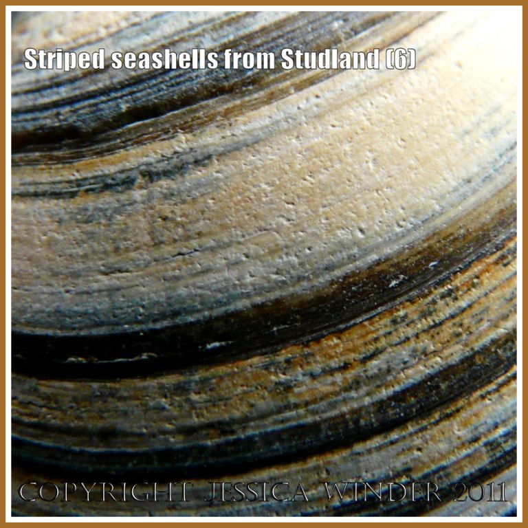 Growth bands on a bivalve seashell: Detail of the striped pattern made by stained growth lines on a bivalve seashell from Studland Bay, Dorset, UK - part of the Jurassic Coast (6)