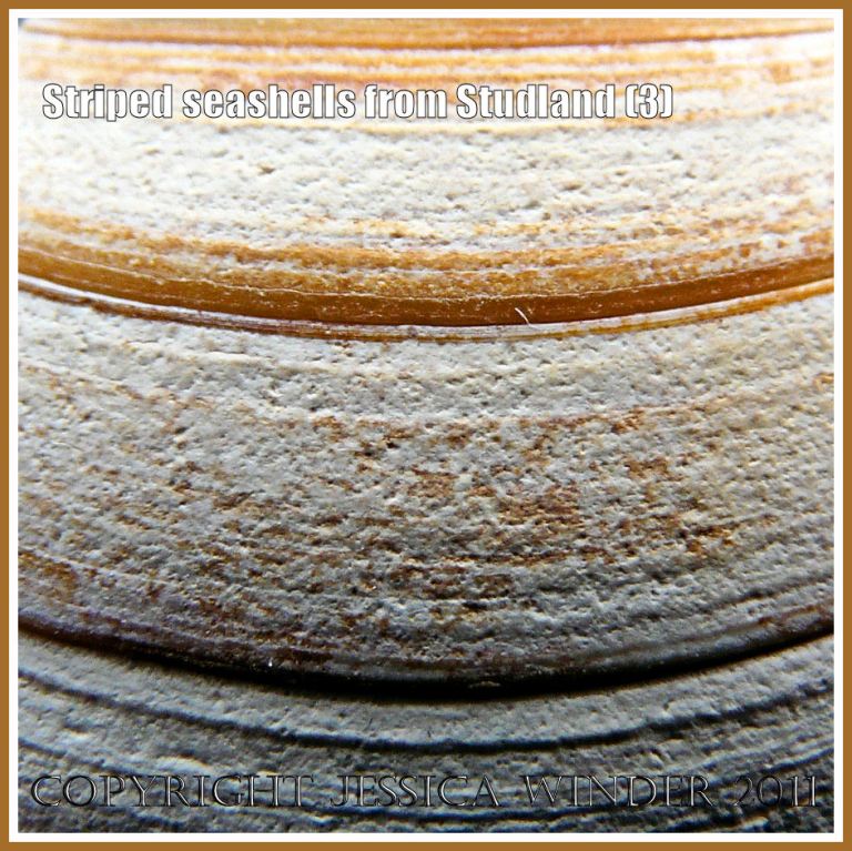 Seashell pattern and texture: Close-up of the striped pattern made by stained growth lines on a bivalve seashell from Studland Bay, Dorset, UK - part of the Jurassic Coast (3)