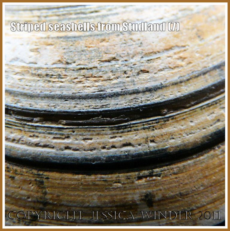 Erosion texture and pattern on seashell: Close-up of the striped pattern made by stained growth lines on a bivalve seashell from Studland Bay, Dorset, UK - part of the Jurassic Coast (7)