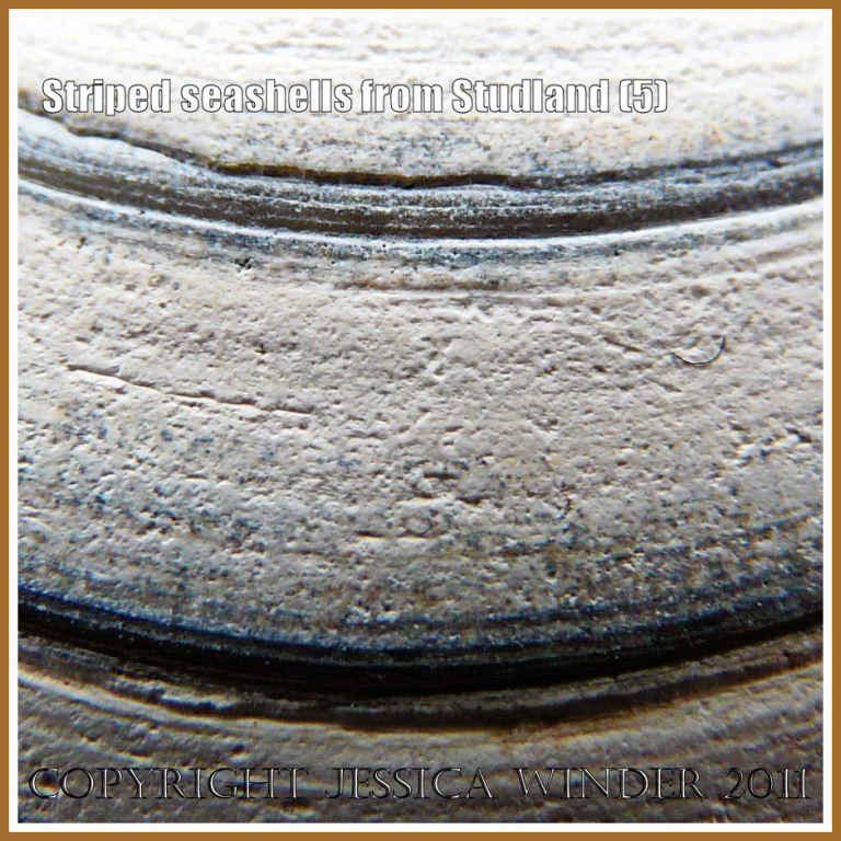 Bivalve seashell growth lines: Detail of the striped pattern made by stained growth lines on a bivalve seashell from Studland Bay, Dorset, UK - part of the Jurassic Coast (5)