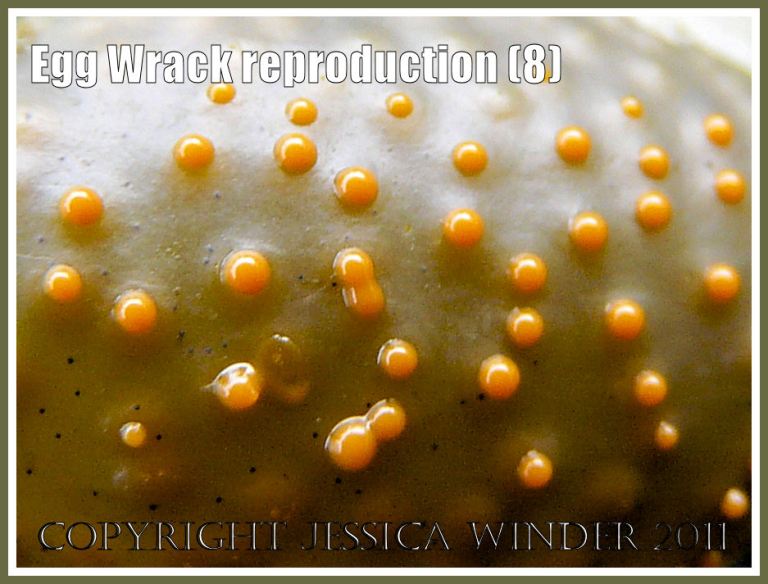 P1280564aBlog8 Detail of the small yellow conceptacles containing the reproductive products, swollen and about to burst and release the contents into the sea, on a receptacle of the seaweed called Egg Wrack, Ascophyllum nodosum (L.) La Jolie, at Spaniard Rocks, Rhossili, Gower, West Glamorgan, UK (8) Detail of the small yellow conceptacles containing the reproductive products, swollen and about to burst and release the contents into the sea, on a receptacle of the seaweed called Egg Wrack, Ascophyllum nodosum (L.) La Jolie, at Spaniard Rocks, Rhossili, Gower, West Glamorgan, UK (8)