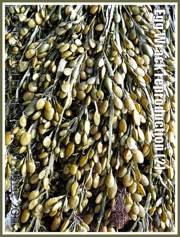 P1280569aBlog2 Ripe receptacles on Egg Wrack or Knotted Wrack, Ascophyllum nodosum (L.) La Jolie, on Spaniard Rocks, Rhossili bay, Gower, South Wales, U.K. (2) Ripe receptacles on Egg Wrack: Ripe receptacles on Egg Wrack or Knotted Wrack, Ascophyllum nodosum (L.) La Jolie, on Spaniard Rocks, Rhossili bay, Gower, South Wales, U.K. (2)