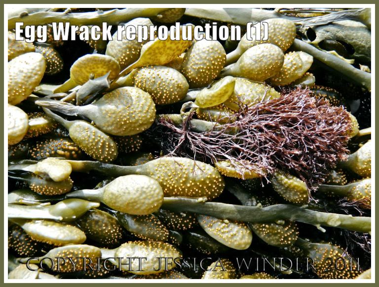P1280570aBlog1 Ripe receptacles on Egg Wrack, Ascophyllum nodosum (L.) La Jolie, at Spaniards Rocks, Rhossili, Gower, West Glamorgan, UK (1) Egg Wrack or Knotted Wrack: Ripe receptacles on Egg Wrack, Ascophyllum nodosum (L.) La Jolie, at Spaniards Rocks, Rhossili, Gower, West Glamorgan, UK (1)
