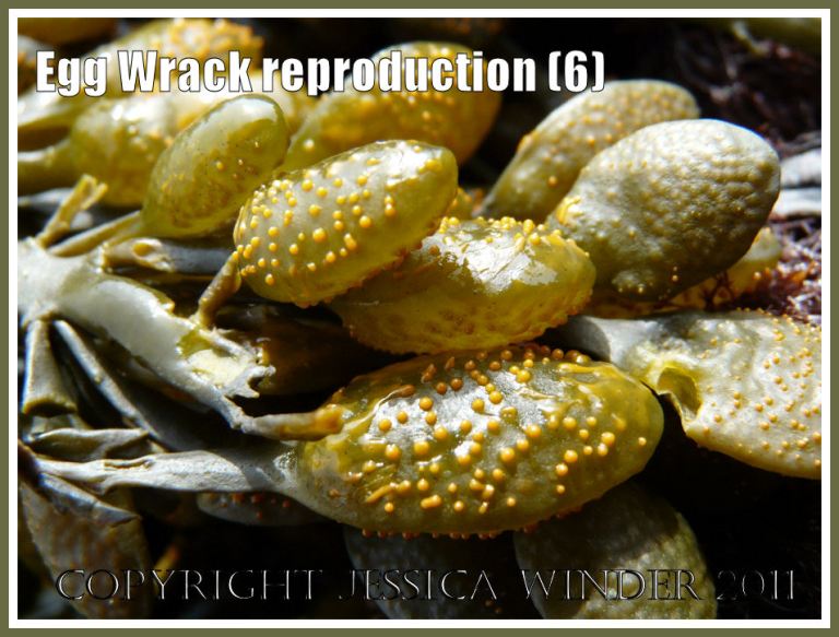 P1280574aBlog6 Close-up of ripe receptacles dotted with conceptacles on Egg Wrack, Ascophyllum nodosum (L.) La Jolie, at Spaniard Rocks, Rhossili, Gower, West Glamorgan, UK (6) Close-up of ripe receptacles dotted with conceptacles on Egg Wrack, Ascophyllum nodosum (L.) La Jolie, at Spaniard Rocks, Rhossili, Gower, West Glamorgan, UK (6)