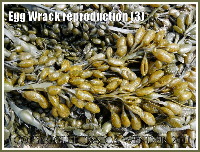 P1280576aBlog3 Ripe receptacles on Egg Wrack, Ascophyllum nodosum (L.) La Jolie, at Spaniard Rocks, Rhossili, Gower, West Glamorgan, UK (3) Ripe receptacles on Egg Wrack, Ascophyllum nodosum (L.) La Jolie, at Spaniard Rocks, Rhossili, Gower, West Glamorgan, UK (3)