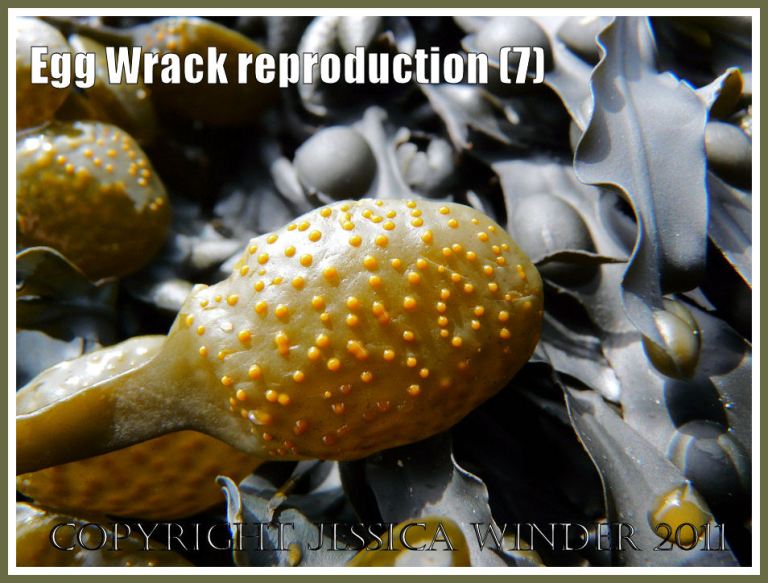 P1280593aBlog7 A single yellow-green ripe receptacle covered with small deep yellow conceptacles on Egg Wrack, Ascophyllum nodosum (L.) La Jolie, at the moment before the release of the reproductive products into the sea - at Spaniard Rocks, Rhossili, Gower, West Glamorgan, UK (7) A single yellow-green ripe receptacle covered with small deep yellow conceptacles on Egg Wrack, Ascophyllum nodosum (L.) La Jolie, at the moment before the release of the reproductive products into the sea - at Spaniard Rocks, Rhossili, Gower, West Glamorgan, UK (7)