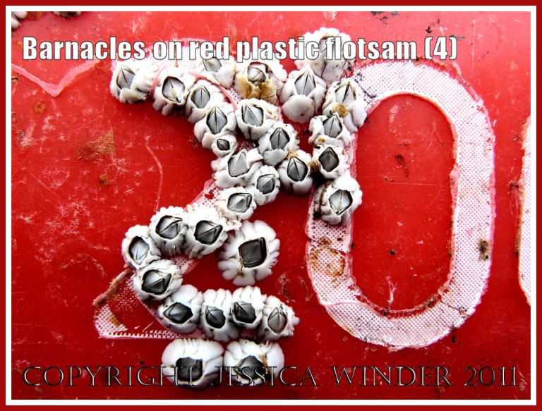 Barnacles attached to the roughened surfaces provided by the white lettering on a red plastic flotsam fishing crate that was found on the pebbles of Chesil Beach, Dorset, UK on the Jurassic Coast (4)