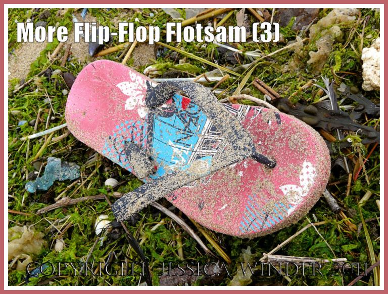 Flip flop on the strandline: Flotsam flip flop sandal washed ashore onto a seaweed strewn strandline at Rhossili Bay, Gower, South Wales, U.K. (3)