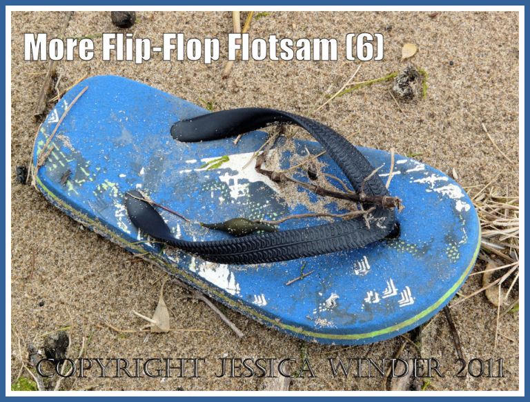 Lost blue flip flop washed onto the sandy seashore:Flip flop sandal washed ashore onto the sandy beach at Rhossili Bay, Gower, South Wales, U.K. (6)