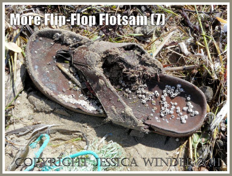  Brown leather flip flop sandal flotsam amongst the strandline rubbish at Rhossili Bay, Gower, South Wales, U.K. (7)
