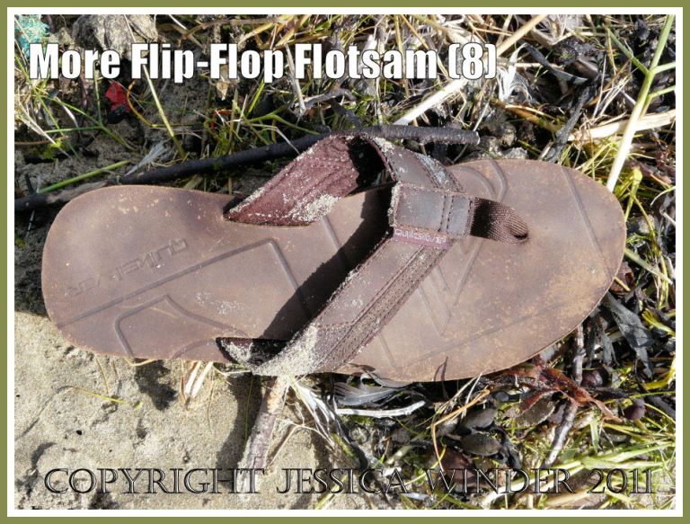 Flip flop flotsam: Brown flip flop sandal amongst the strandline rubbish at Rhossili Bay, Gower, South Wales, U.K. (8)
