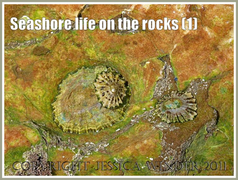 British seashore creatures: Limpets living in a rock pool on Worms Head causeway, Rhossili, Gower, South Wales, U.K. (1)