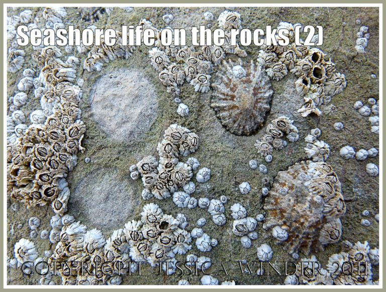 Worms Head causeway limpets and barnacles: Limpets and Acorn Barnacles living on Carboniferous Limestone rock exposed at low tide on the Worms Head Causeway, Rhossili, Gower, South Wales, U.K. (2)