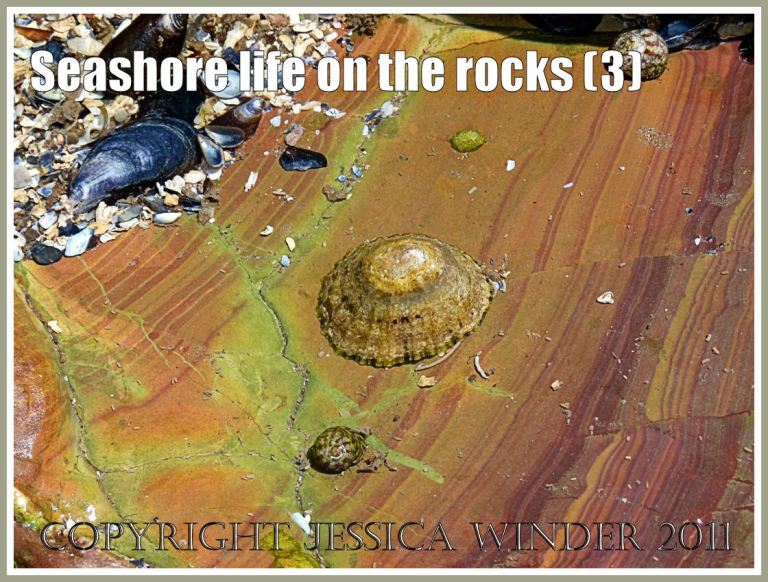 Limpet living on striped rock in a tide pool:  Limpet and Top Shell living on a tide pool on red and orange Carboniferous Limestone rock showing fine strata and faulting, Worms Head Causeway, Rhossili, Gower, South Wales, U,K. (3)
