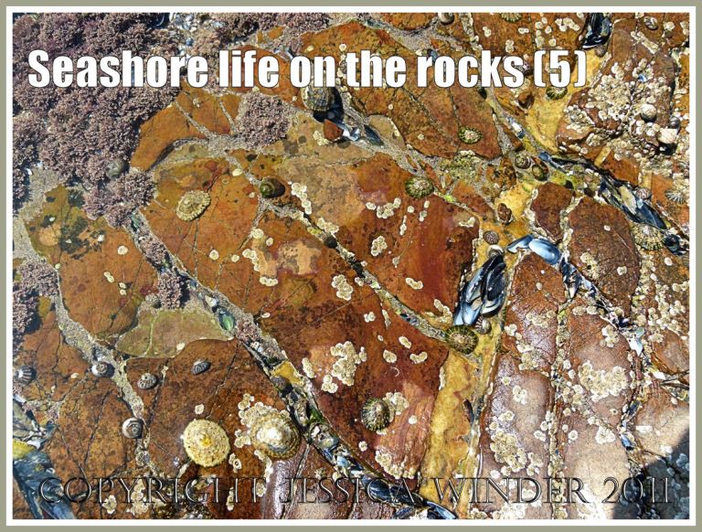 Tide pool life: Seashore creatures and seaweed in a tide pool on colourful rocks at Worms Head Causeway, Rhossili, Gower, South Wales, U.K. (5)