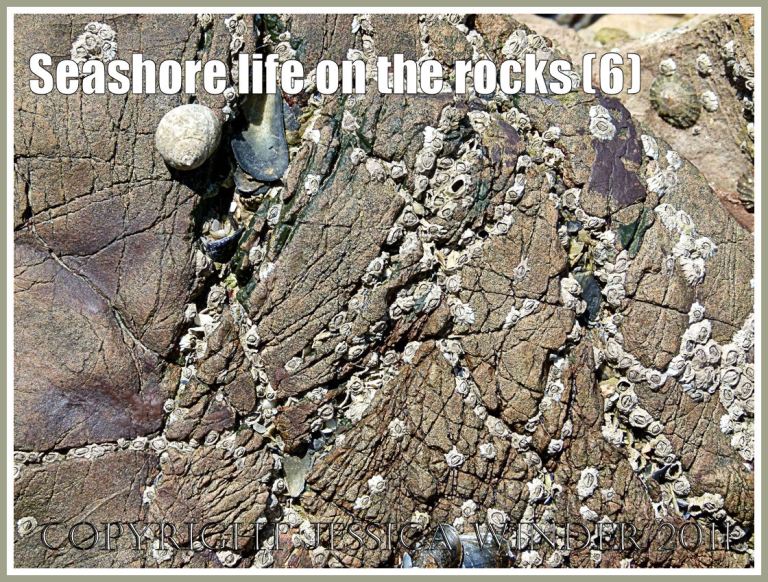 Barnacles and winkles on textured rock surface: Acorn barnacles and edible winkles on the textured rock surface of Carboniferous Limestone exposed at low tide, Worms Head Causeway, Rhossili, Gower, South Wales, U.K. (6)