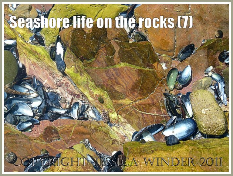 Mussel shells in a tide pool: Tide pool with coloured rocks and empty blue mussel shells, Worms Head Causeway, Rhossili, Gower, South Wales, U.K. (7)