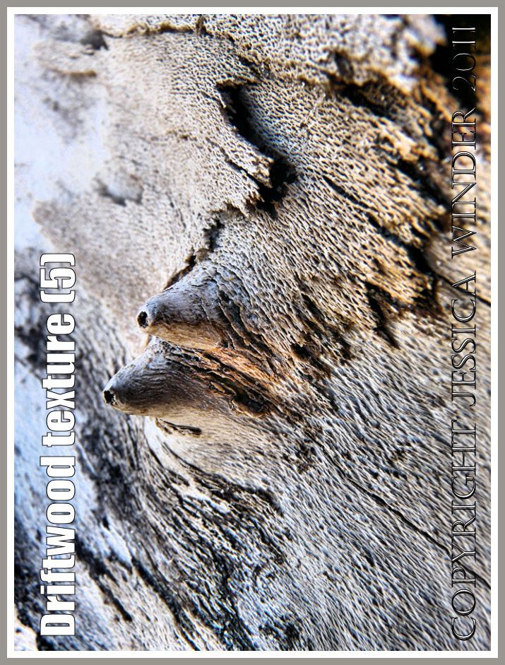 Driftwood macro-photograph showing weathered surface texture, flaking bark, burrs, and woodgrain patterns (5)